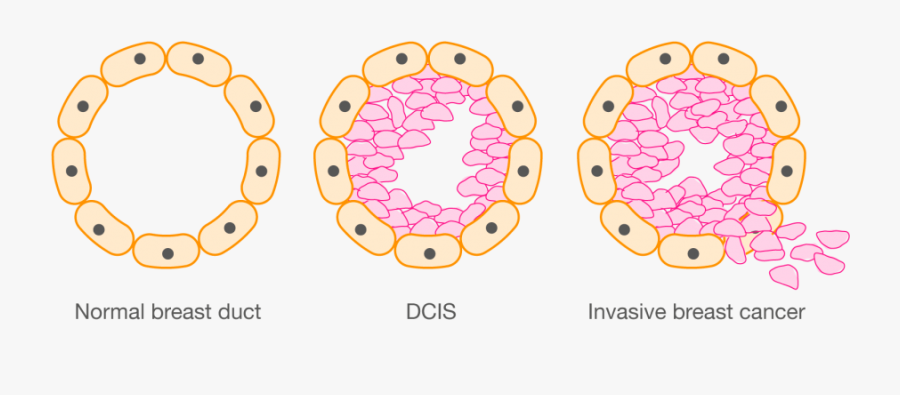 Circle, Transparent Clipart