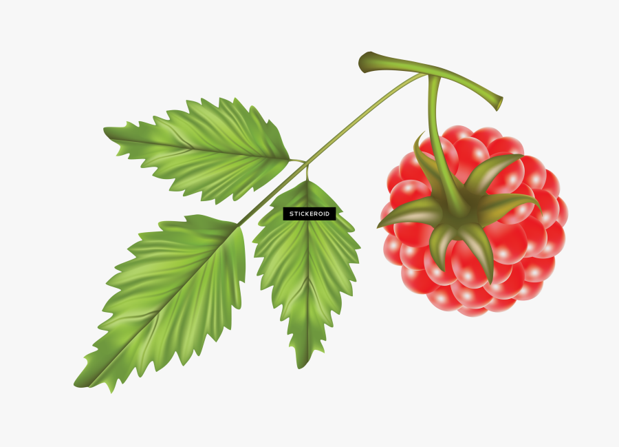 Raspberry Vector Clipart , Png Download - Raspberry Leaves Transparent Background, Transparent Clipart