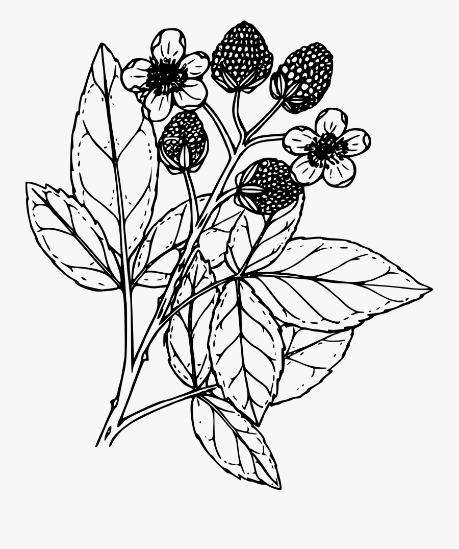 Collection Of Free Raspberry Drawing Botanical Illustration - Flower Illustration Black And White Png, Transparent Clipart