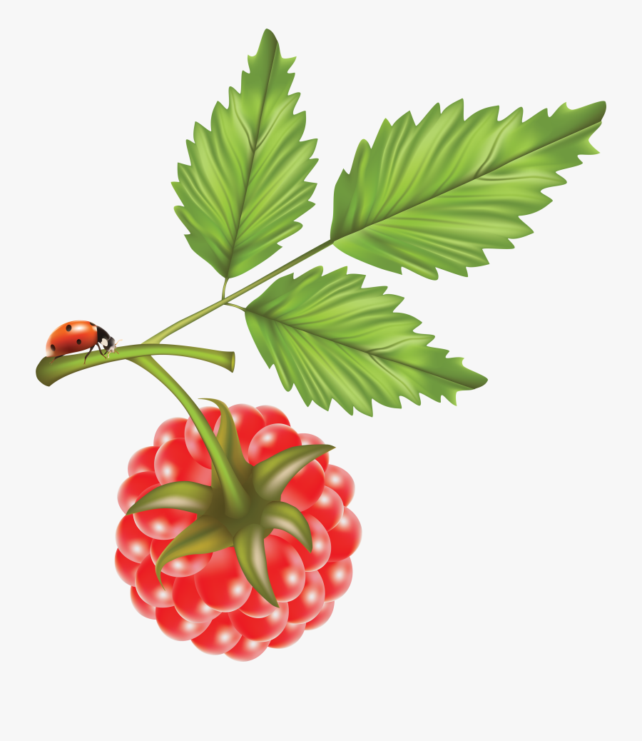 Raspberry Illustration Free, Transparent Clipart