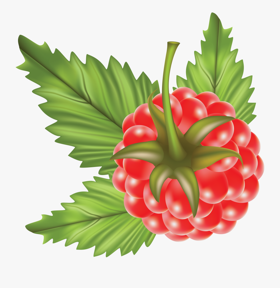 Rraspberry Png Image - Raspberry Vector Png, Transparent Clipart