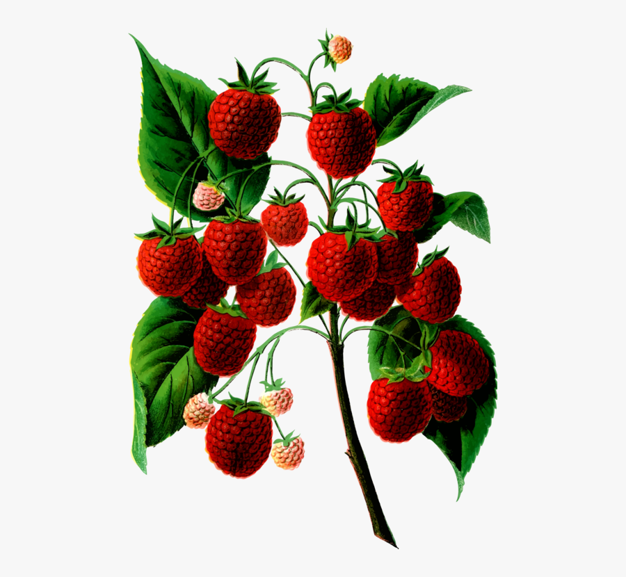 Raspberries In Botanical Art, Transparent Clipart
