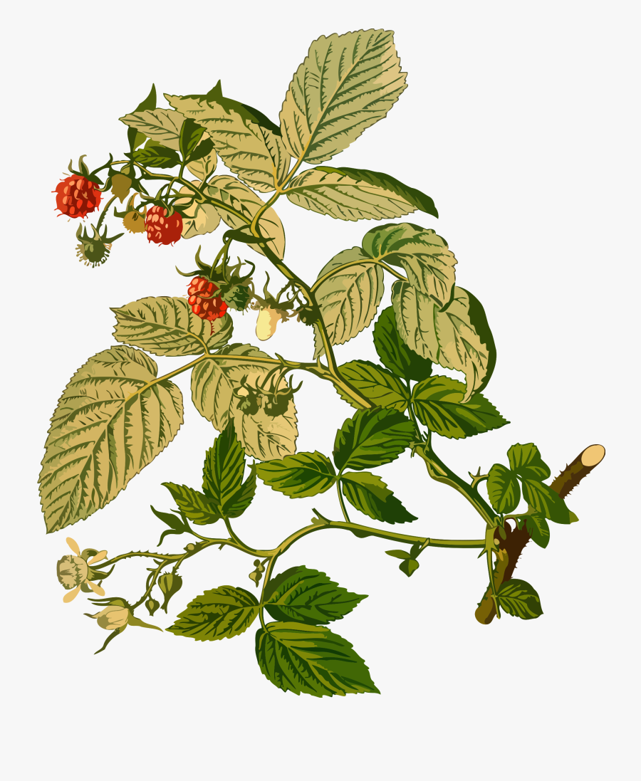 Clip Art Library Download Berry Drawing Raspberry Leaf - Parts Of Raspberry Plant, Transparent Clipart