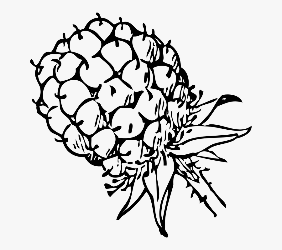 Transparent Fruits Clipart Black And White - Blackberry Clip Art, Transparent Clipart