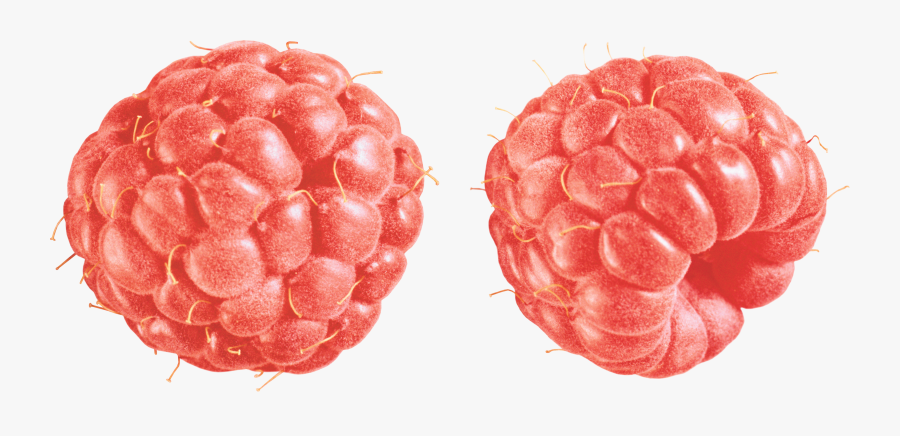 Raspberry, Transparent Clipart