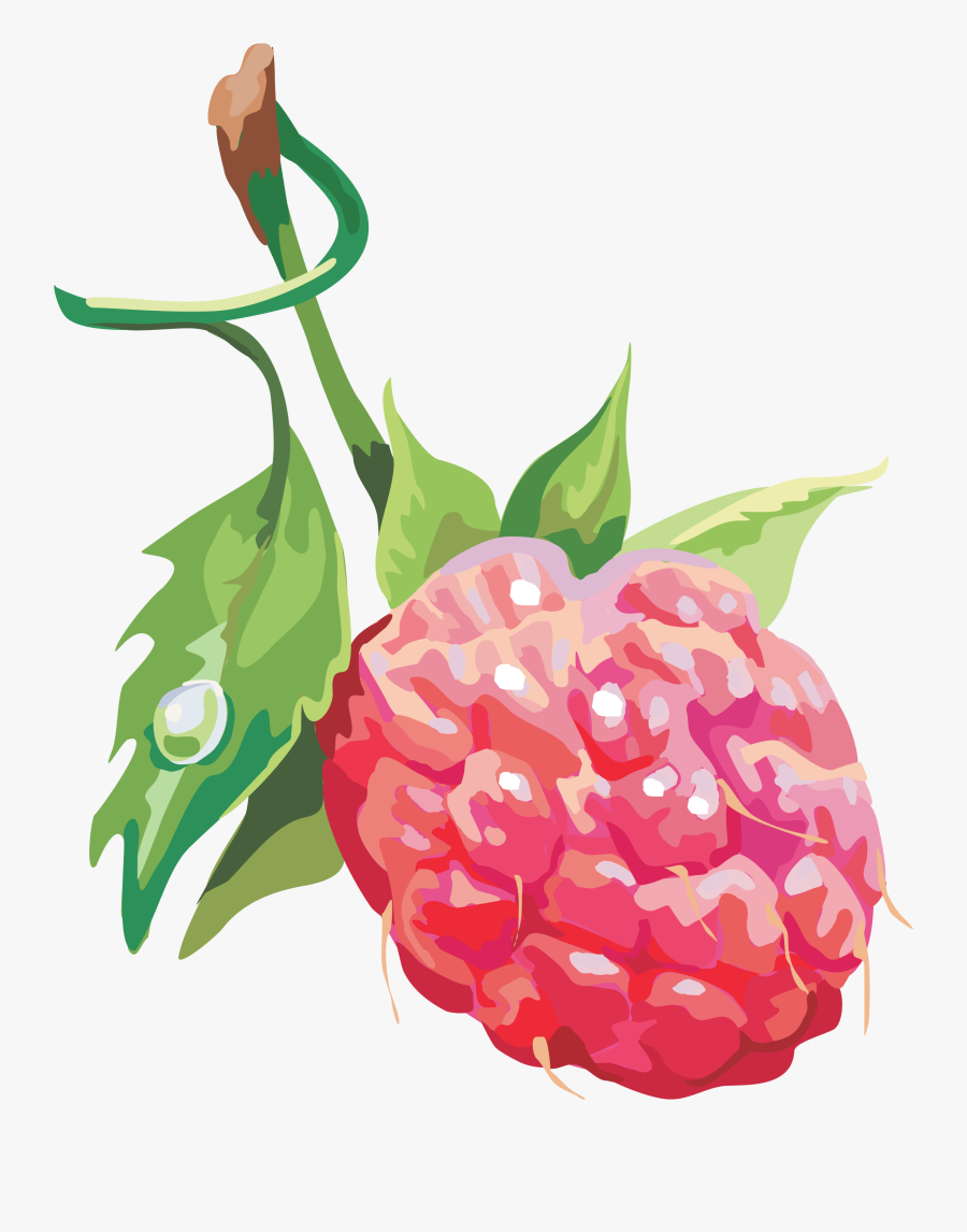 Rraspberry Png Image - Raspberry Illustration Png, Transparent Clipart