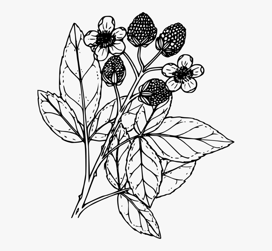 Art,symmetry,monochrome Photography - Black And White Flower Illustration Png, Transparent Clipart