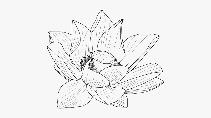 Lotus Drawing Png Vector, Clipart - Lotus Flower Drawing Png, Transparent Clipart