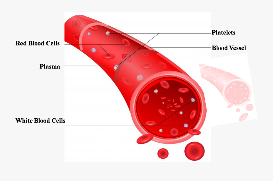 Types Of Blood Vessels And Their Further Classifications - Name The Blood Vessels That Carry Blood, Transparent Clipart