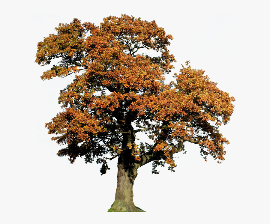 Transparent Oak Tree Clipart - Oak, Transparent Clipart