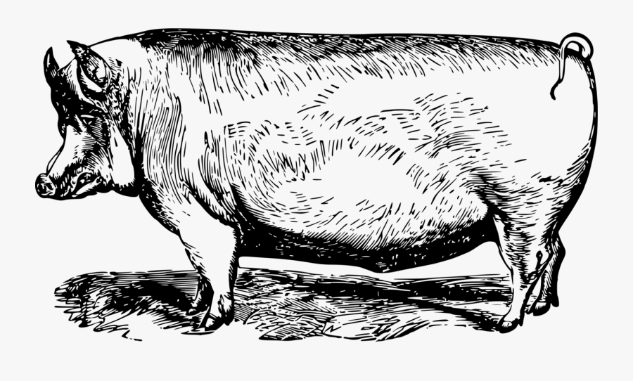 Art,livestock,monochrome Photography - Pig Hd, Transparent Clipart