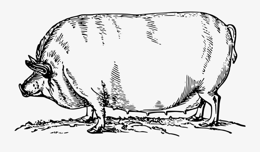 Pig - Cara Porco Desenho Rosto, Transparent Clipart