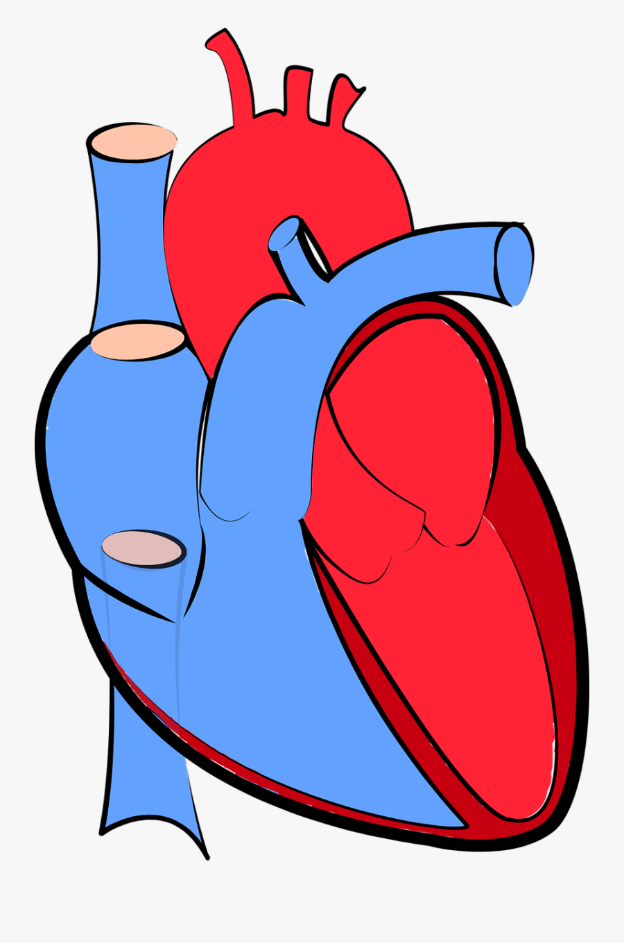 Transparent Background Human Heart Png, Transparent Clipart