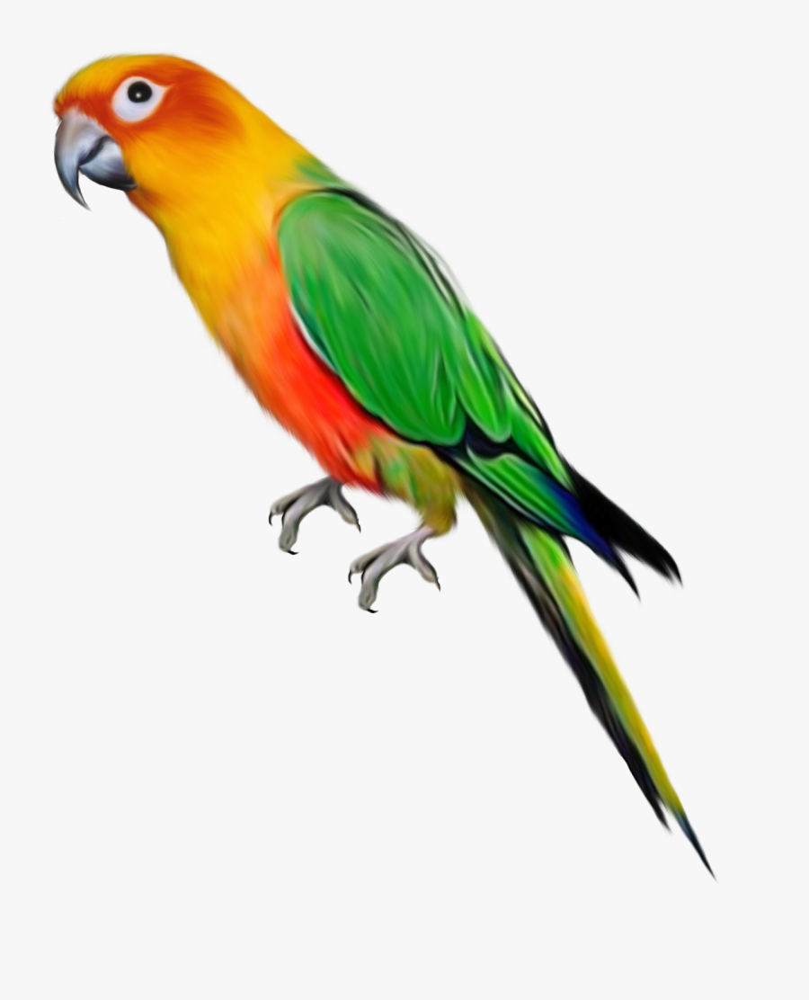 Parrot Png, Transparent Clipart