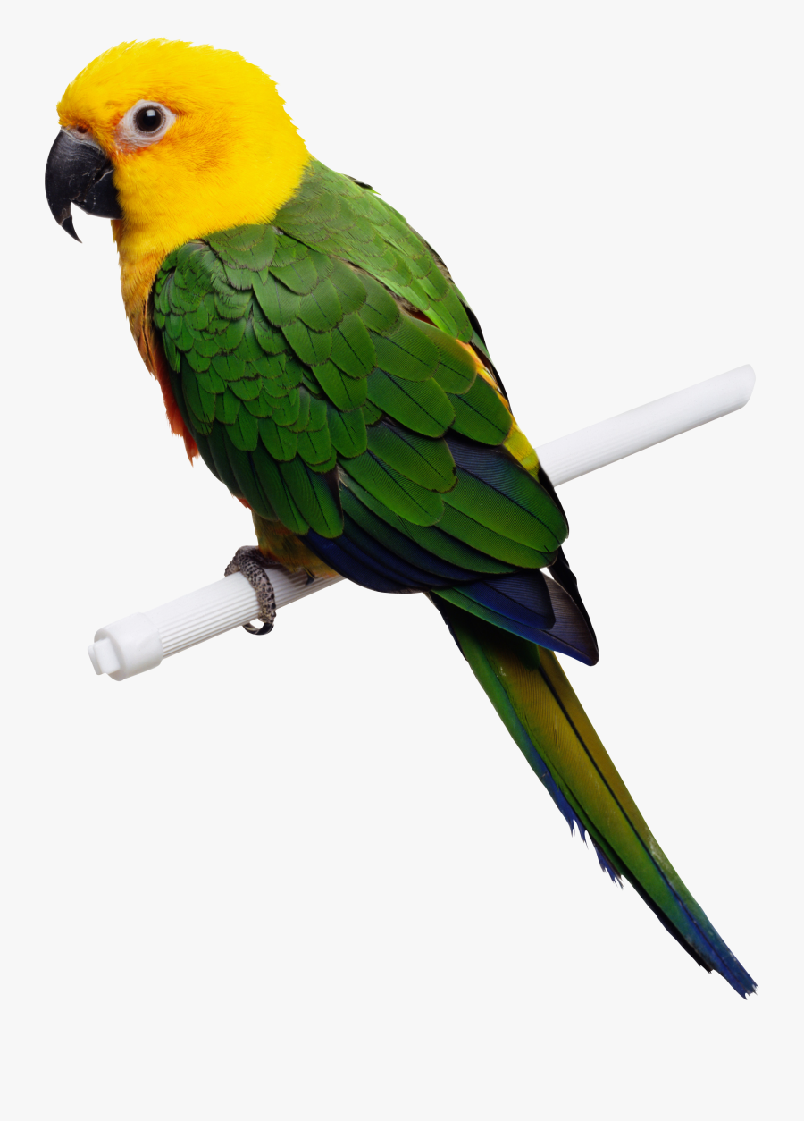 Clip Art Beautiful Parrot - Bird With Small Beak, Transparent Clipart