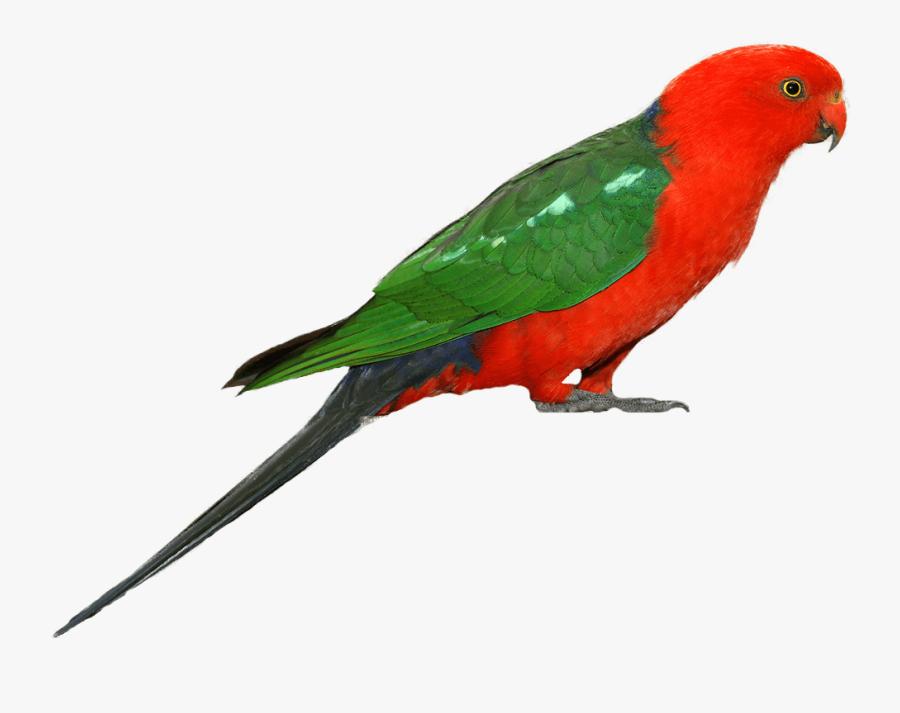 Parrot Clipart - Bird In White Background, Transparent Clipart