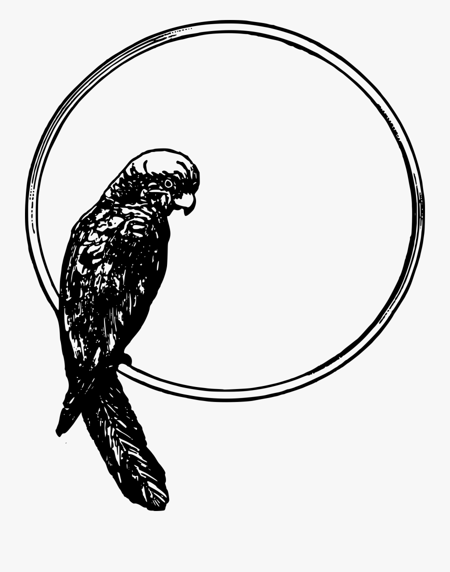 Parrot Frame - Bird In A Circle, Transparent Clipart