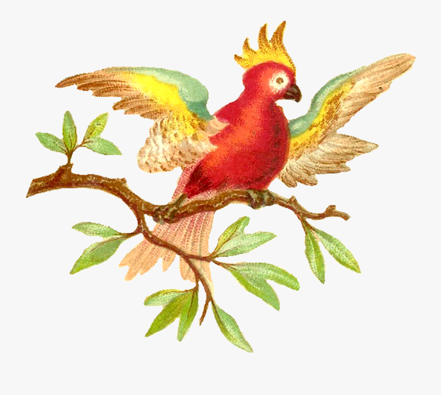 Parrot Clip Art, Transparent Clipart