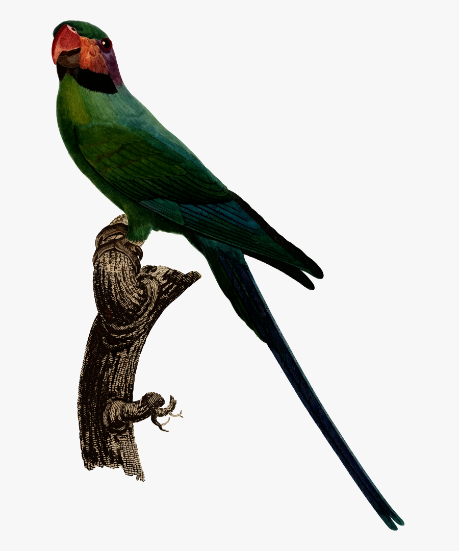 Parrot - 長尾 鸚鵡, Transparent Clipart