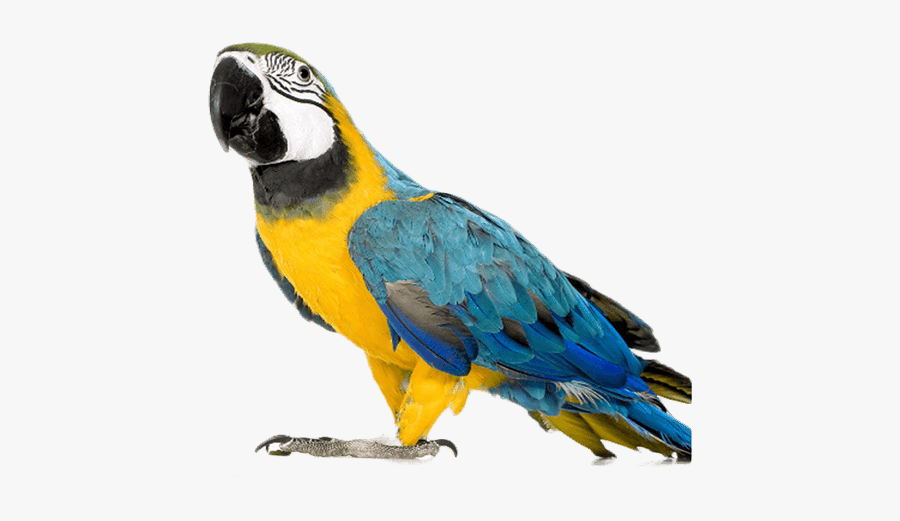 Full Spectrum Lamp Bird, Transparent Clipart