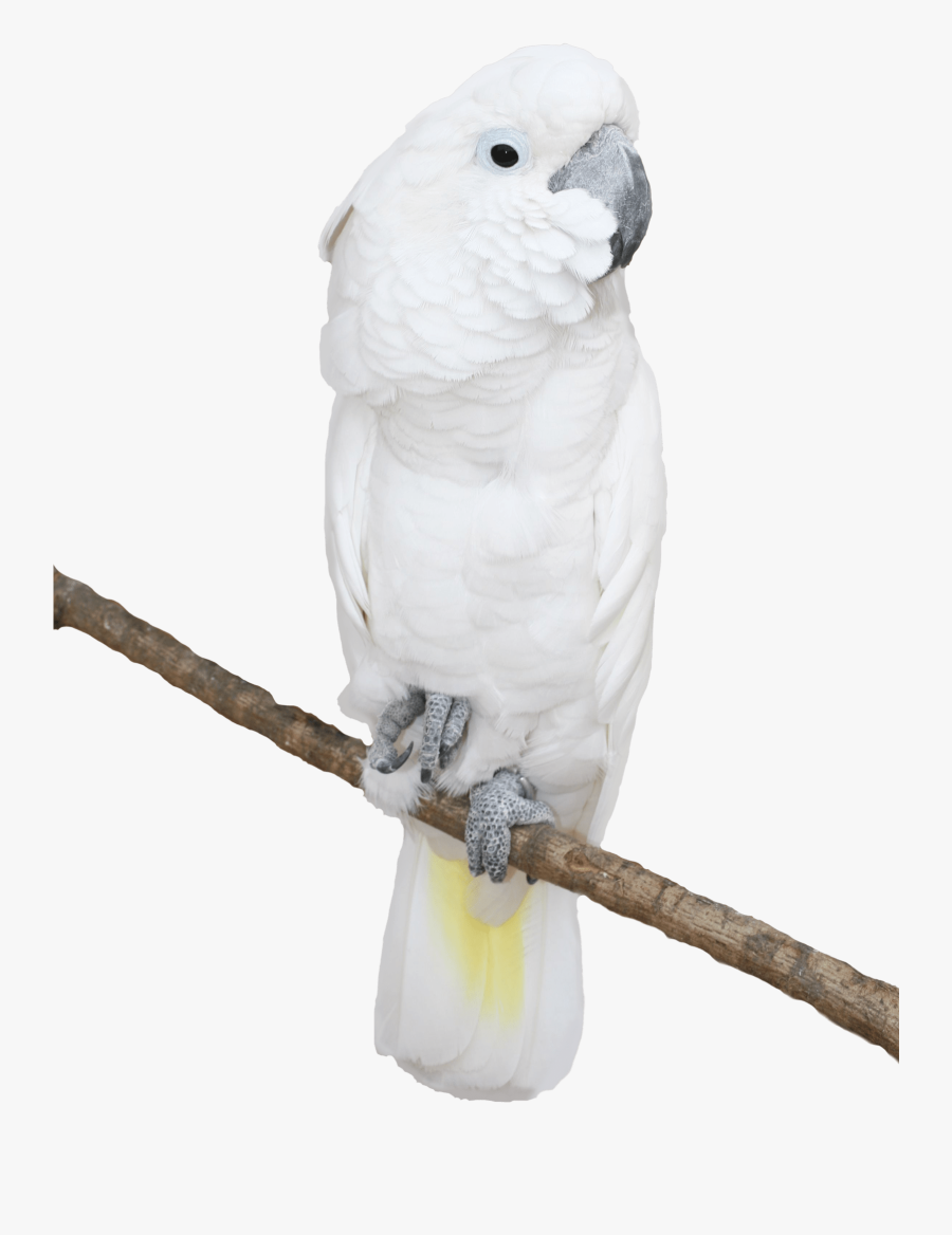 Parakeet Clip Art Transparent Background Clipart Vector - Parrots Transparent Backgrounds Png, Transparent Clipart