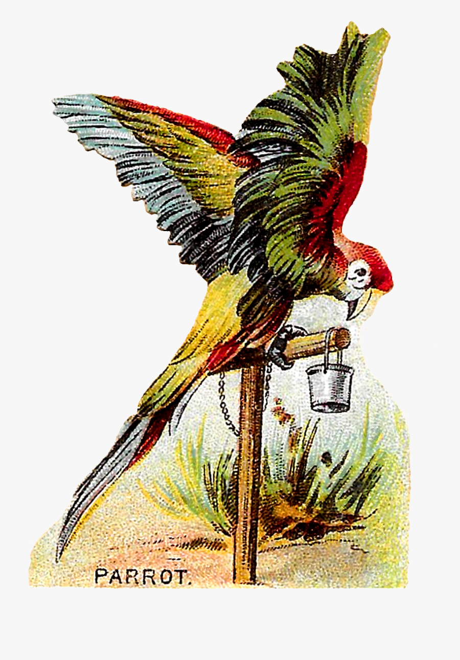 Macaw, Transparent Clipart