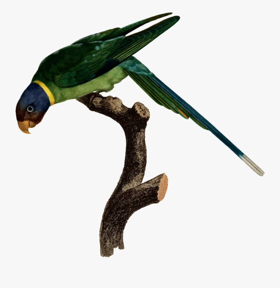 Parrot - Perroquets Gravures, Transparent Clipart