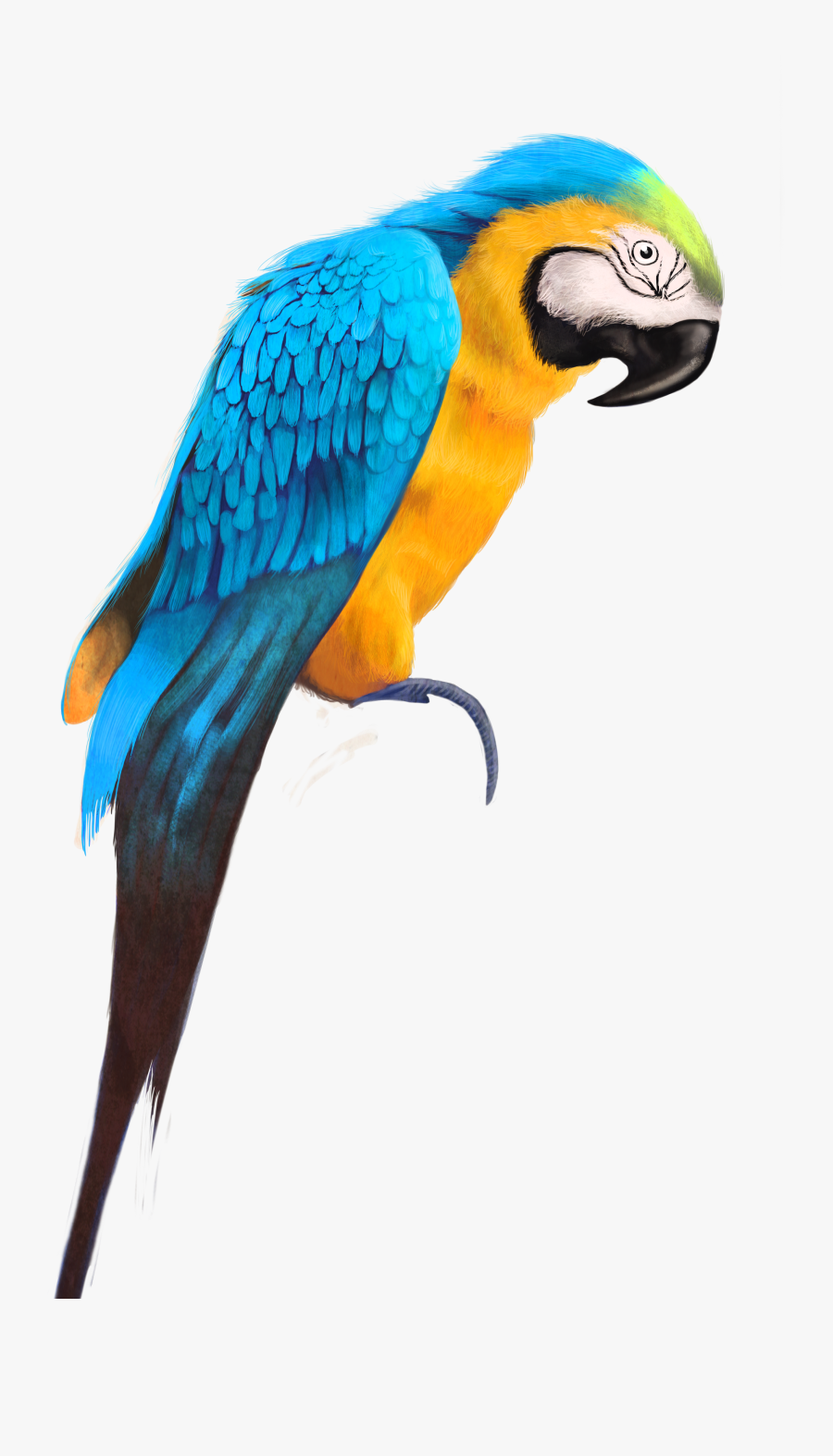 Birds Png Full Hd, Transparent Clipart