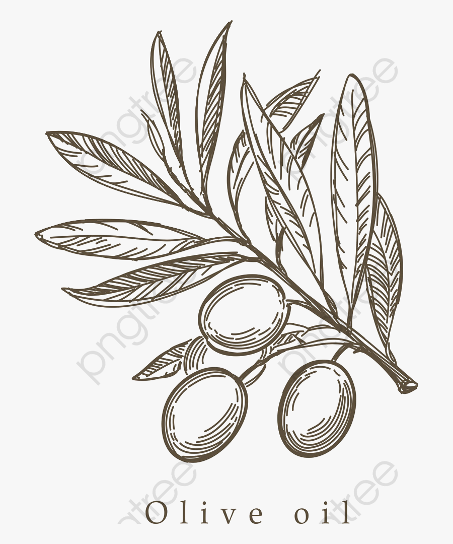 Olive Branch Clipart Drawn - Olive Branch Drawing Png, Transparent Clipart