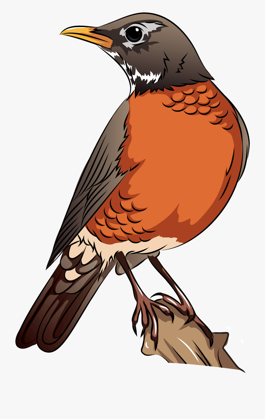 Robin, Transparent Clipart