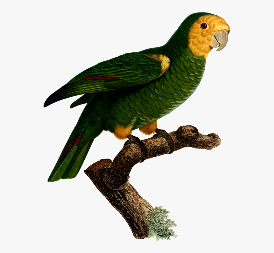 Macaw,parrot,bird - Loro Hombro Amarillo, Transparent Clipart