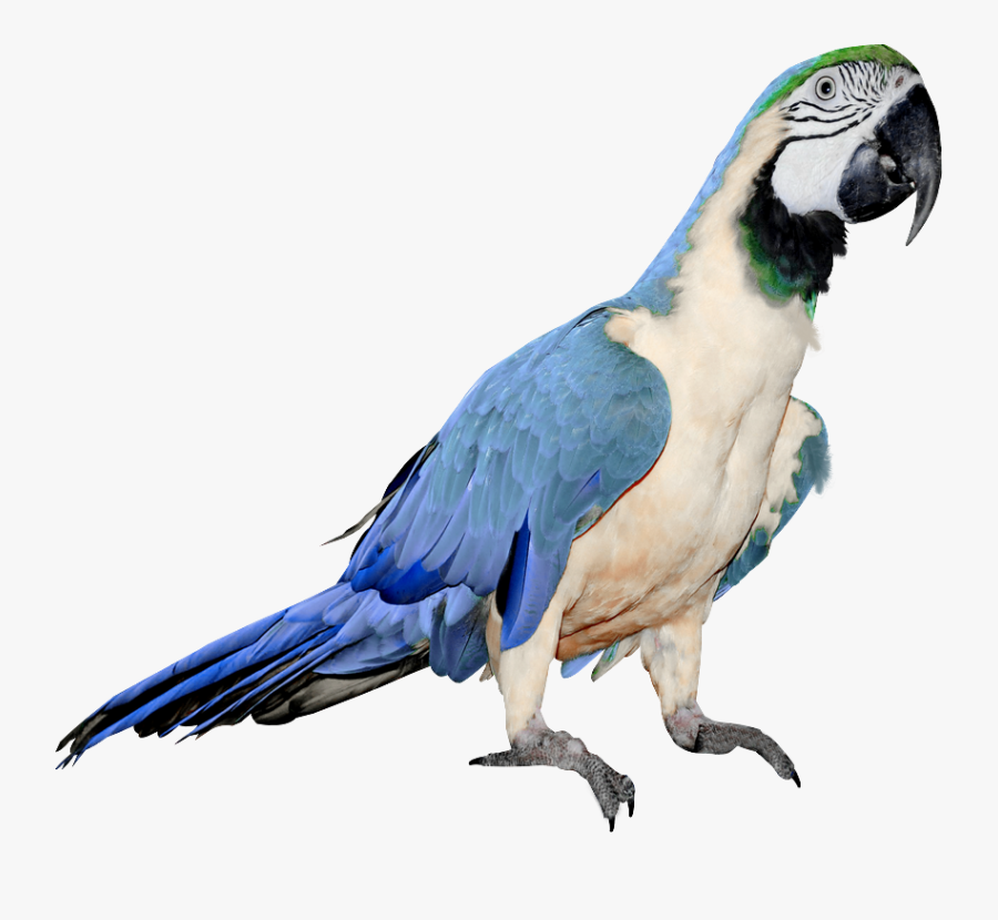 Parrot Png Clipart Collection - Blue And White Parrot, Transparent Clipart