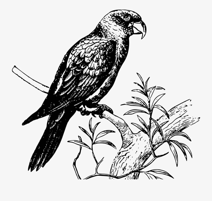 Parrot - Gambar Burung Beo Hitam Putih, Transparent Clipart