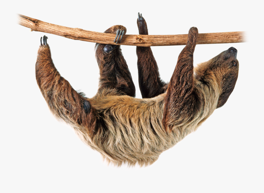 Download Sloth Free Photo Images And Clipart Freeimg - Three Toed Sloth Png, Transparent Clipart
