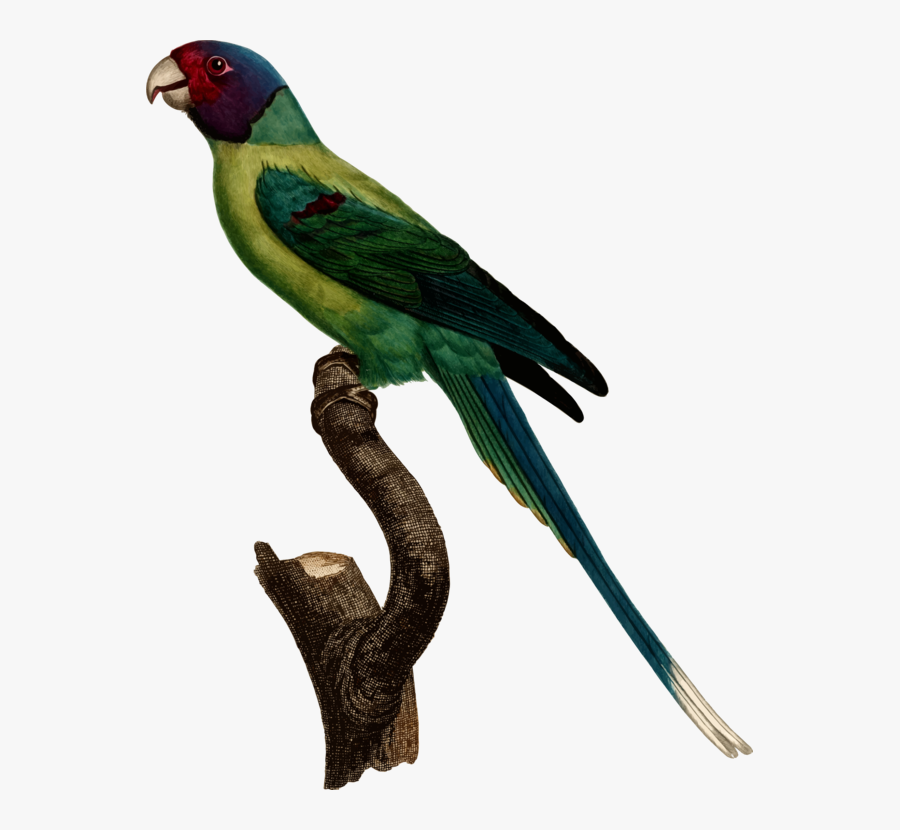 Parakeet, Transparent Clipart