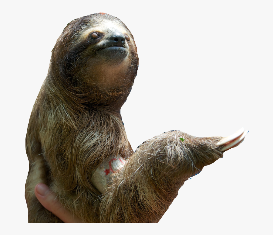 Download Sloth Png Pic - Sloth Transparent Background, Transparent Clipart