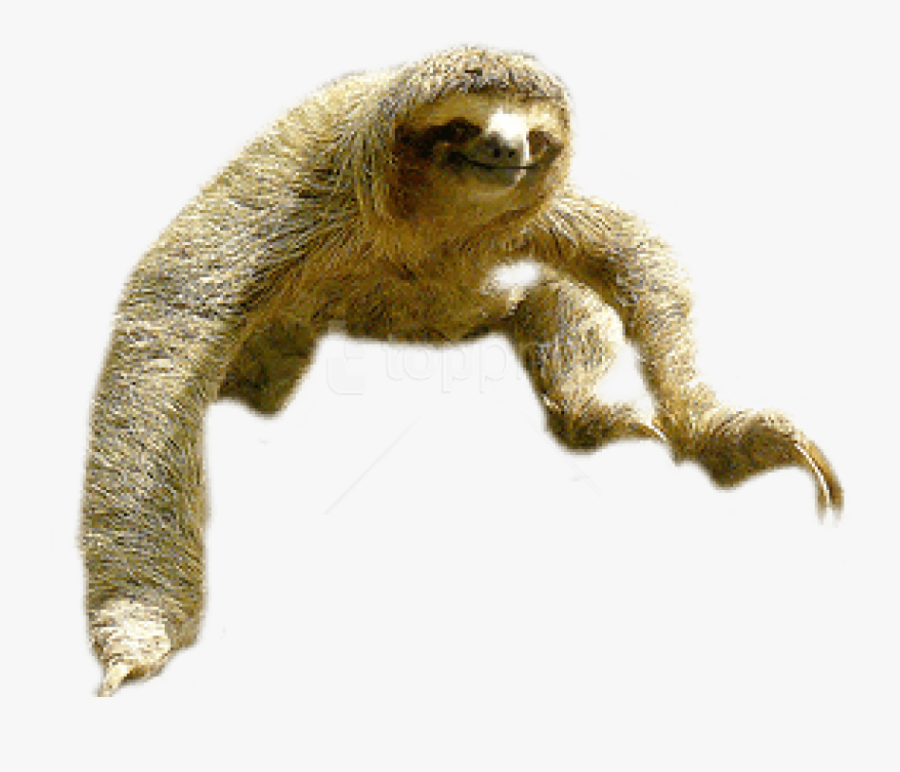 Sloth Portable Network Graphics Clip Art Image Vector - Two Toed Sloth Png, Transparent Clipart