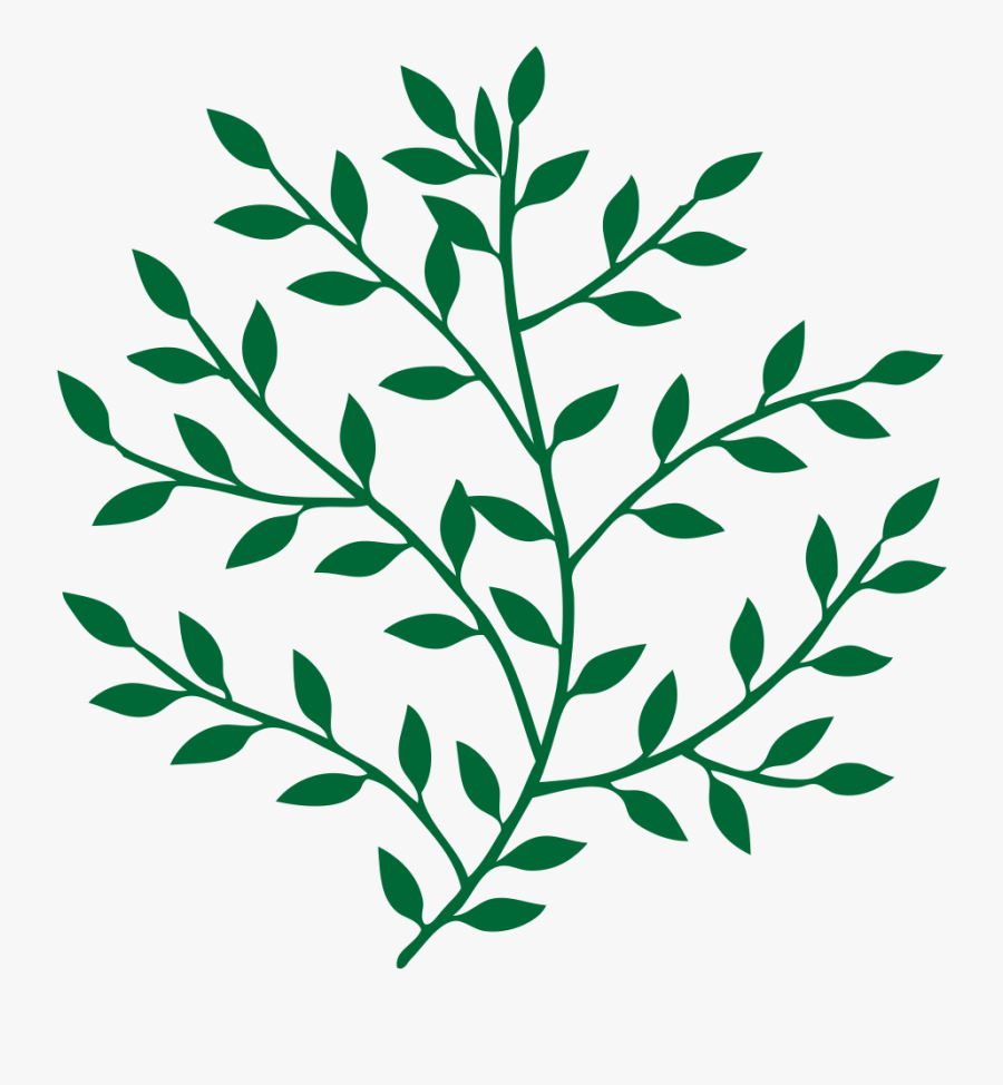 Leaf Branch Tree Bay Laurel Art - Leaves On A Branch, Transparent Clipart