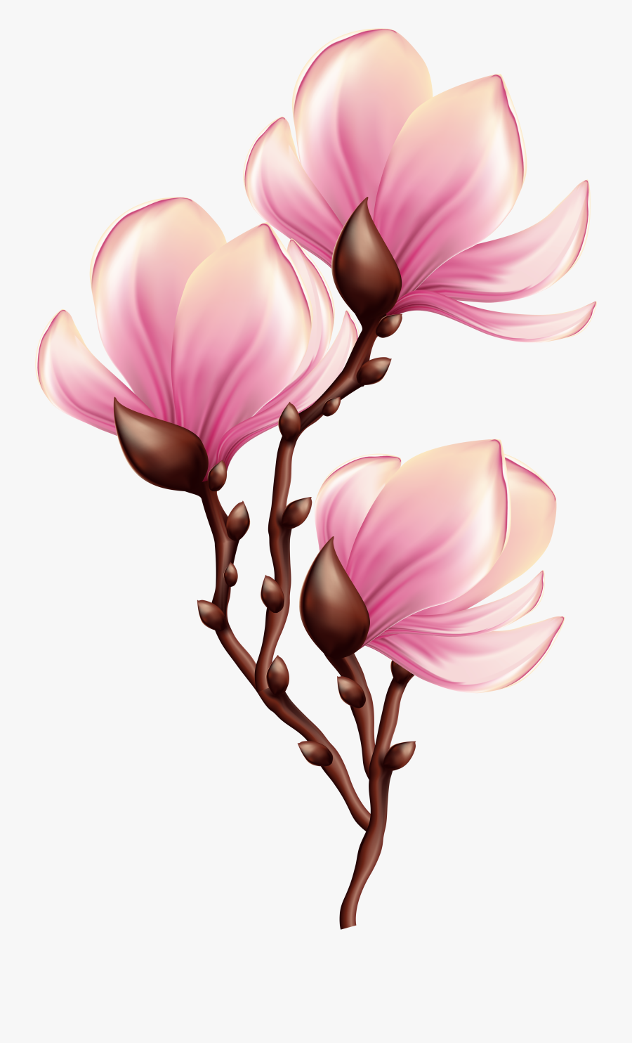 Beautiful Blooming Branch Transparent Png Clip Art - Blooming Flower Clipart Transparent, Transparent Clipart