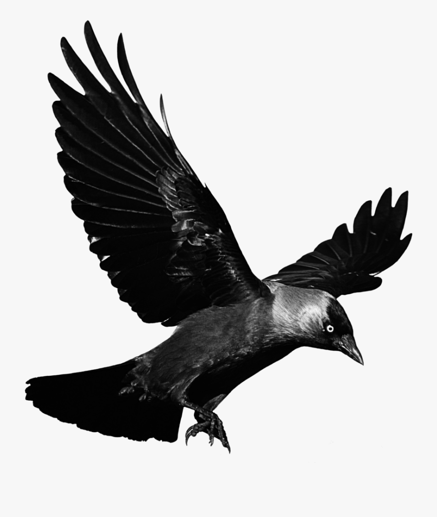 Flying Raven Clip Art Transparent - Flying Transparent Raven, Transparent Clipart