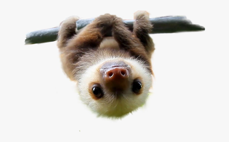 Cute Pictures That Make You Smile- - Adorable Sloth, Transparent Clipart