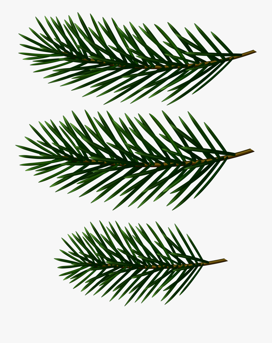 Transparent Pine Clipart - Pine Branch Graphics, Transparent Clipart