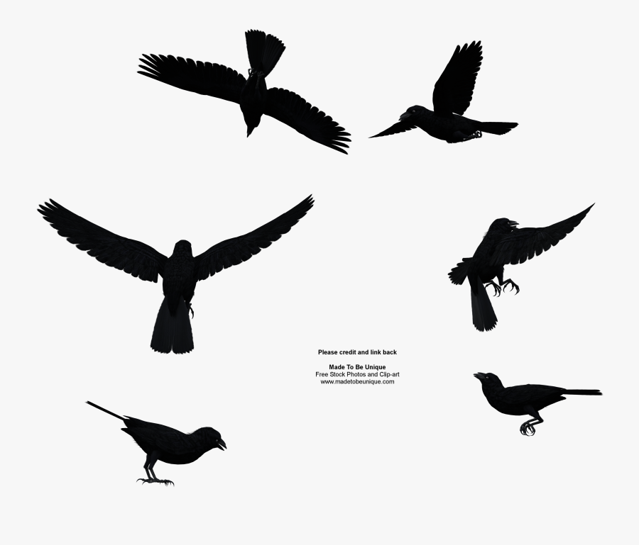 Common Raven Free Stock Image - Bird Flying From Above, Transparent Clipart