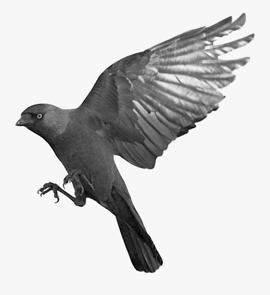 Raven Flying Transparent Png Vector, Clipart, Psd - Flying Raven Transparent Background, Transparent Clipart