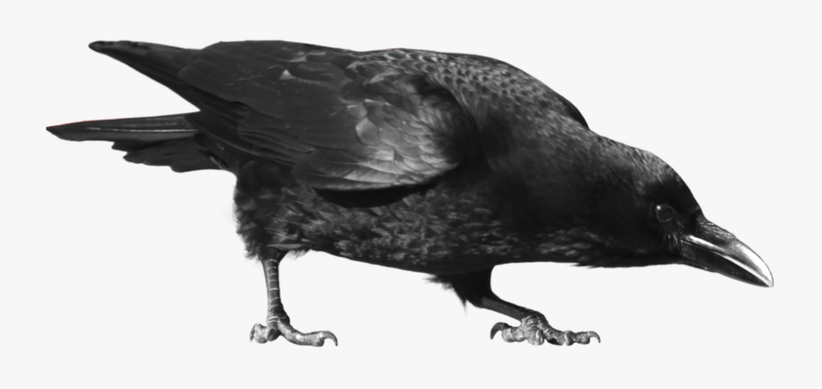 Common Raven Carrion Clip - Transparent Background Crow Png, Transparent Clipart