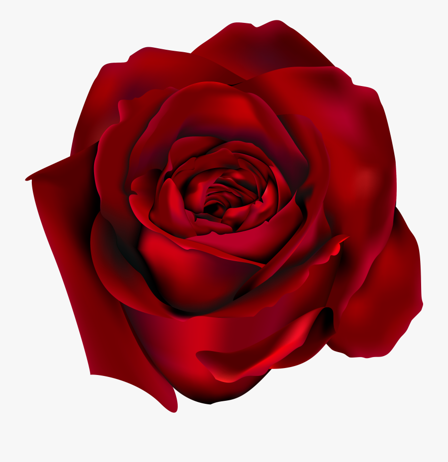 Rose Drawing Png, Transparent Clipart