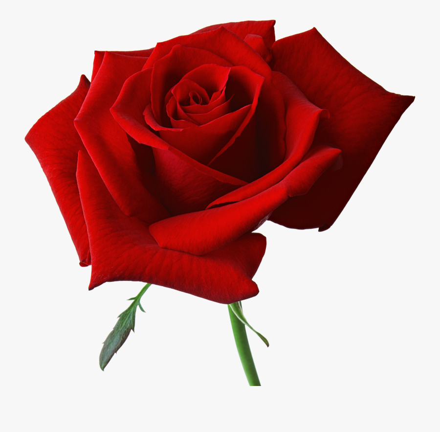Free Rose, Transparent Clipart
