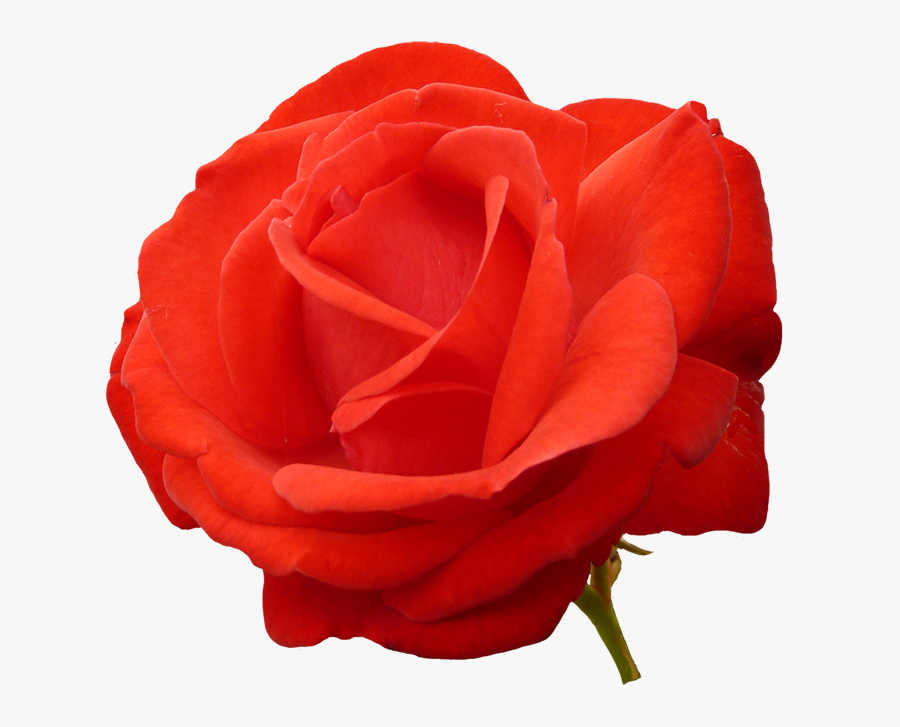 Red Red Rose Clipart - Portable Network Graphics, Transparent Clipart