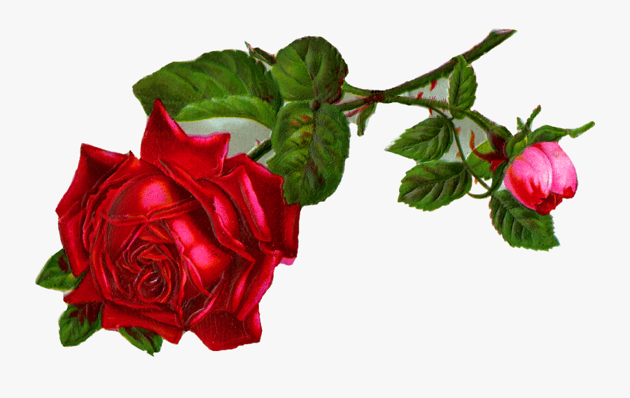 Stock Rose Flower Image - Rose Stock Photo Png, Transparent Clipart