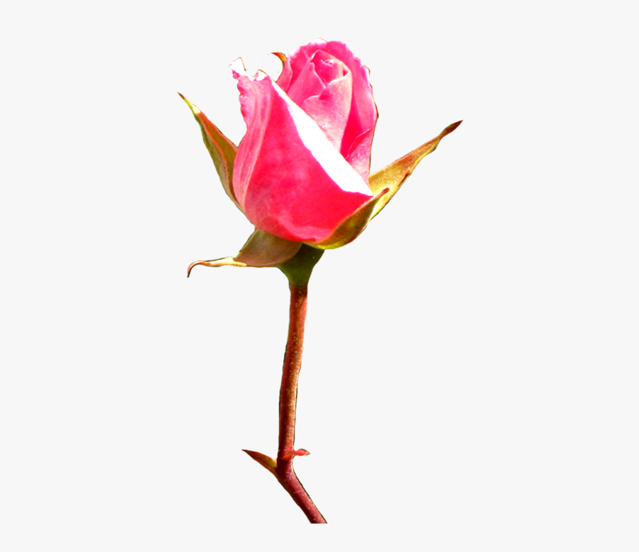Pink Rose Bud Clip Art - Portable Network Graphics, Transparent Clipart